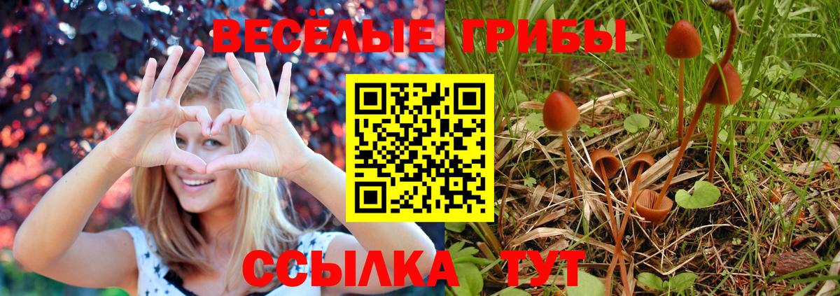 Галлюциногенные грибы Psilocybine cubensis  Вход с VPN  Псилоцибиновые грибы Psilocybine cubensis  Кисловодск 